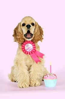 DOG - Cocker spaniel sitting next to cupcake wearing a birthday girl badge
