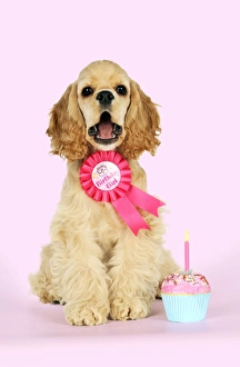 DOG - Cocker spaniel sitting next to cupcake wearing a birthday girl badge DOG - Cocker spaniel sitting next to cupcake wearing a birthday girl badge