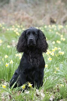 Images Dated 14th April 2013: DOG - Cocker spaniel sitting in daffodils