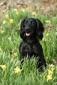 Images Dated 14th April 2013: DOG - Cocker spaniel sitting in daffodils