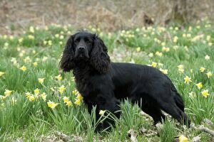 Images Dated 14th April 2013: DOG - Cocker spaniel standing in daffodils