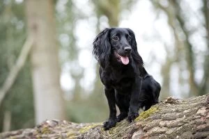 Images Dated 14th April 2013: DOG - Cocker spaniel standing on top of fallen tree trunk