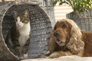 Dog - Cocker Spaniel & Tabby and white cat in basket