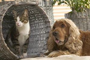 Spaniel Dog - lying in basket in house