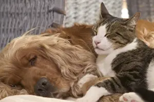 Dog - Cocker Spaniel & Tabby and white cat resting