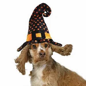 DOG. Cocker Spaniel wearing a witch hat for Halloween