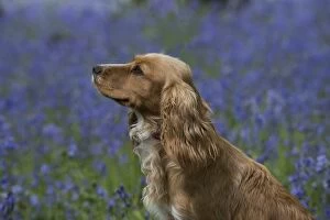 Images Dated 6th May 2014: Dog Cocker Spaniel (working)