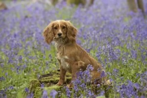 Images Dated 6th May 2014: Dog Cocker Spaniel (working)