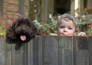 Dog Cockerpoo and little boy looking over a fence