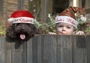 Boys Gallery: DOG. Cockerpoo and little boy looking over a fence