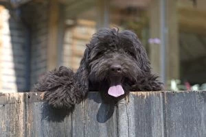 Dog Cockerpoo looking over a fence