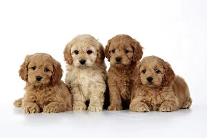 Litter Collection: Dog. Cockerpoo puppies