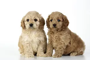 Dog. Cockerpoo puppies