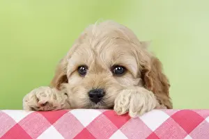 Cockerpoos Prints: Dog. Cockerpoo puppies (7 weeks old)