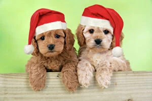 Mixed Colours Collection: Dog. Cockerpoo puppies (7 weeks old) looking over fence wearing Christmas hats