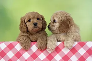 Dog. Cockerpoo puppies (7 weeks old)