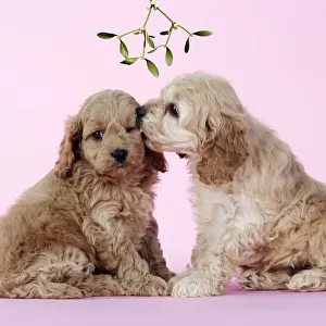 Cockerpoos Prints: Dog. Cockerpoo puppies (7 weeks old) under mistletoe