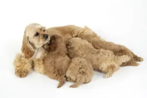Litters Prints: Dog. Cockerpoo puppies (7 weeks old) with mother