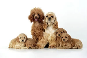 Poodle Collection: Dog. Cockerpoo puppies (7 weeks old) with parents