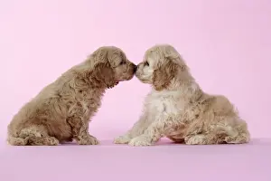 Cockerpoos Prints: Dog. Cockerpoo puppies (7 weeks old) touching noses