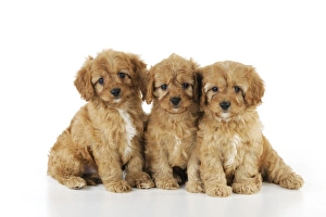 Images Dated 19th August 2009: DOG. Cockerpoo puppies (Poodle X Cocker Spaniel ) 7 wks old