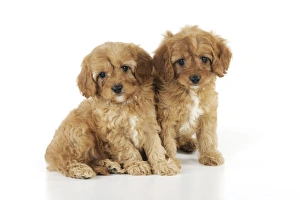 Images Dated 19th August 2009: DOG. Cockerpoo puppies (Poodle X Cocker Spaniel ) 7 wks old