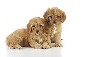 Images Dated 19th August 2009: DOG. Cockerpoo puppies (Poodle X Cocker Spaniel ) 7 wks old