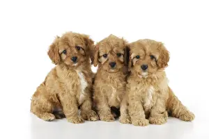 DOG. Cockerpoo puppies (Poodle X Cocker Spaniel ) 7 wks old