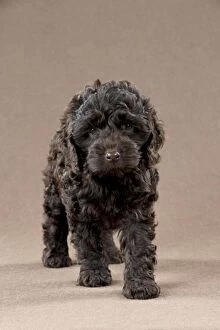 DOG - Cockerpoo puppy (7 weeks)