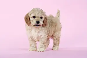 Dog. Cockerpoo puppy (7 weeks old)