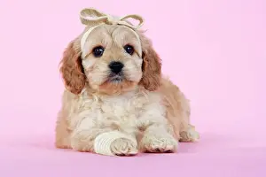 Hybrids Prints: Dog. Cockerpoo puppy (7 weeks old) with bandaged leg and head. Get Well