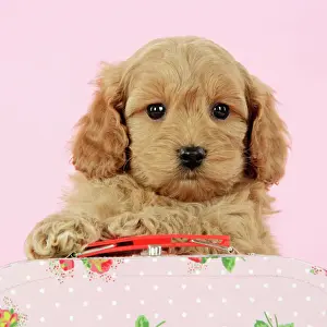 Staring Prints: Dog. Cockerpoo puppy (7 weeks old) with pink background Digital Manipulatin: Lightened dog