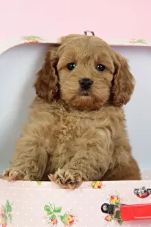 Cockerpoos Prints: Dog. Cockerpoo puppy (7 weeks old) in pink suitcase