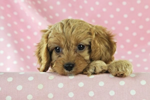 Images Dated 19th August 2009: DOG. Cockerpoo puppy (Poodle X Cocker Spaniel ) 7 wks old