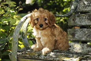 Images Dated 19th August 2009: DOG. Cockerpoo puppy (Poodle X Cocker Spaniel ) 7 wks old