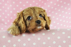 Images Dated 19th August 2009: DOG. Cockerpoo puppy (Poodle X Cocker Spaniel ) 7 wks old