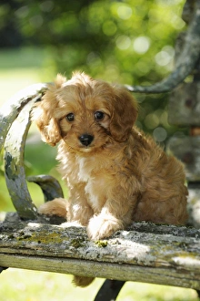 Images Dated 19th August 2009: DOG. Cockerpoo puppy (Poodle X Cocker Spaniel ) 7 wks old