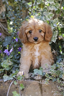 Images Dated 19th August 2009: DOG. Cockerpoo puppy (Poodle X Cocker Spaniel ) 7 wks old