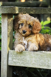 Images Dated 19th August 2009: DOG. Cockerpoo puppy (Poodle X Cocker Spaniel ) 7 wks old