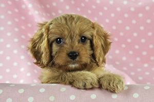 Images Dated 19th August 2009: DOG. Cockerpoo puppy (Poodle X Cocker Spaniel ) 7 wks old