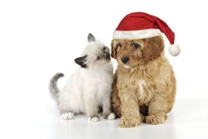 Images Dated 19th August 2009: DOG. Cockerpoo puppy (Poodle X Cocker Spaniel 7wks old) in a Christmas hat with a kitten