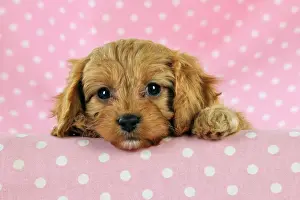 Hybrids Prints: DOG. Cockerpoo puppy (Poodle X Cocker Spaniel ) 7 wks old