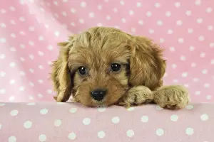 Cockerpoos Prints: DOG. Cockerpoo puppy (Poodle X Cocker Spaniel ) 7 wks old