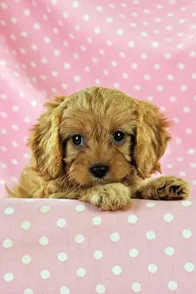 DOG. Cockerpoo puppy (Poodle X Cocker Spaniel ) 7 wks old
