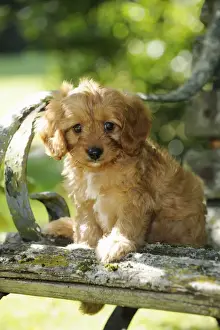 DOG. Cockerpoo puppy (Poodle X Cocker Spaniel ) 7 wks old