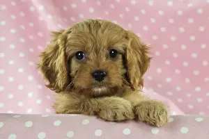 DOG. Cockerpoo puppy (Poodle X Cocker Spaniel ) 7 wks old