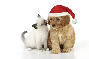 Christmas Prints: DOG. Cockerpoo puppy (Poodle X Cocker Spaniel 7wks old) in a Christmas hat with a kitten