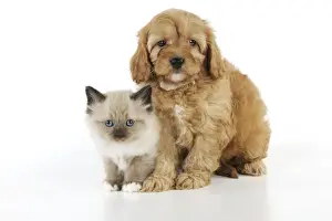 Hybrids Prints: DOG. Cockerpoo puppy (Poodle X Cocker Spaniel 7wks old) with a kitten