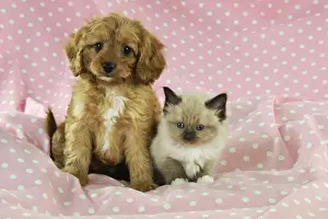 DOG. Cockerpoo puppy (Poodle X Cocker Spaniel 7wks old) with a kitten