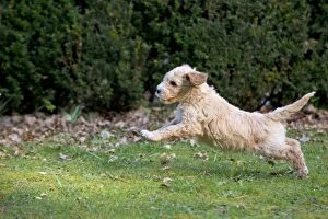Dog - Cockerpoo running